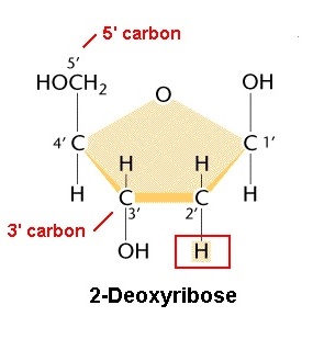 Monomer of DNA deoxyribose structure