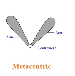 Types of chromosomes | Metacentric