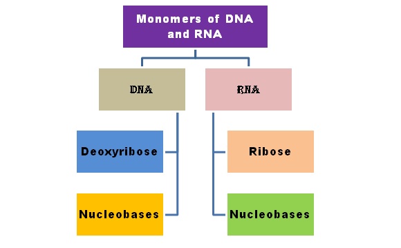 Monomers of DNA and RNA