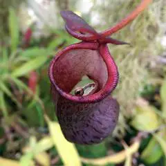 Facts about plants | Nepenthes is carnivorous plant