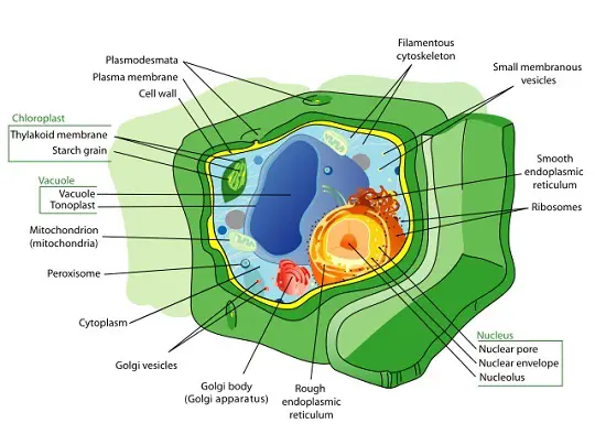 plant cell part | Diagram