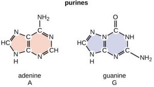 7 Monomers Of DNA And RNA Explained With Chemistry & Structure