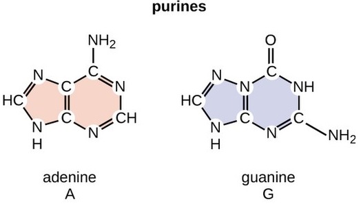 Adenine and guanine Monomers  structure