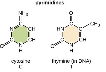 Cytosine and thymine structure