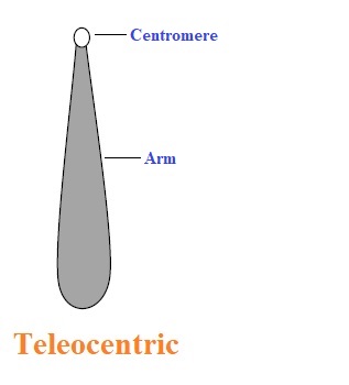 Types of chromosomes | Teleocentric 
