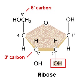 ribose structure 