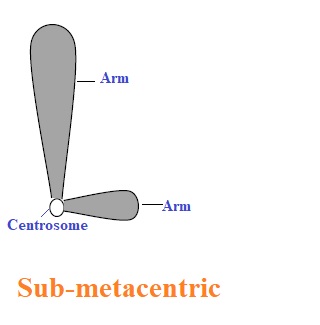 types of chromosomes| sub-metacentric
