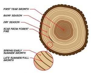 10 Facts About Plants | Scientific And Interesting Points To Read