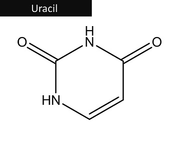 Uracil structure.