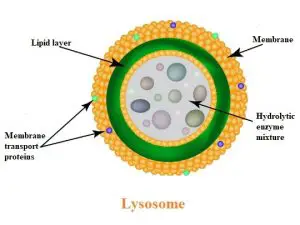 Importance of Lysosomes