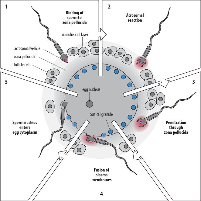 importance of lysosomes | In fertiliation