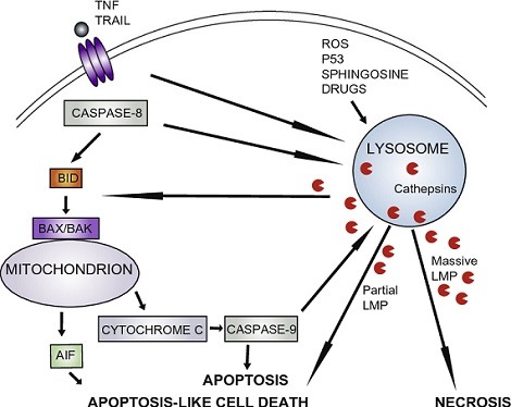 importance of lysosomes in apoptosis cell death