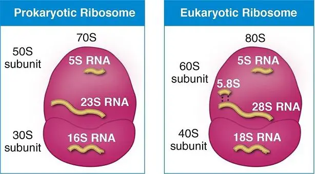 Structure of prokaryotic & eukaryotic ribosomes.