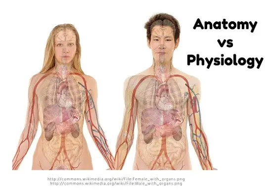 Anatomy vs Physiology