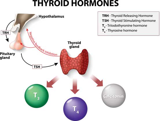How Hormones Work