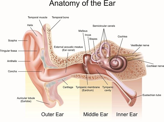 anatomy vs physiology-ear anatomy