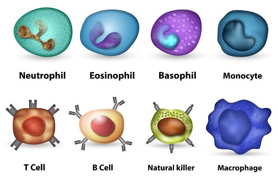 Types of Immune Cells