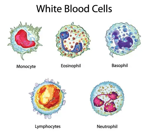 Red vs White blood cells- different types of cells