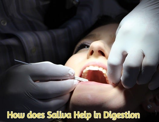 How does Saliva Help in Digestion-cleansing mouth