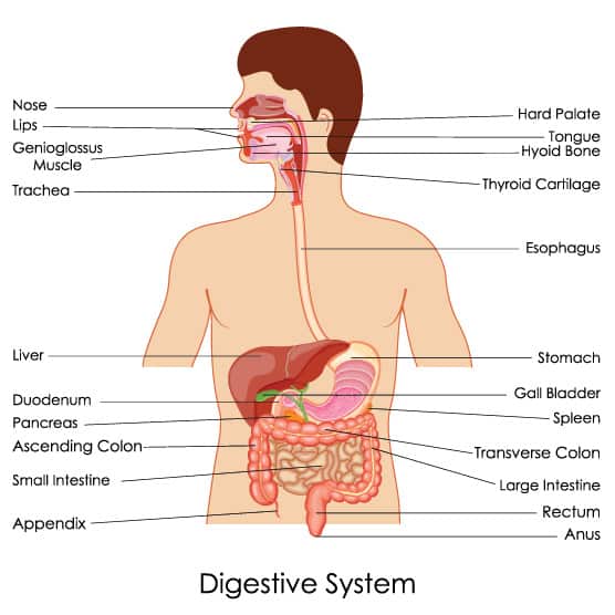 How the Digestive System Works