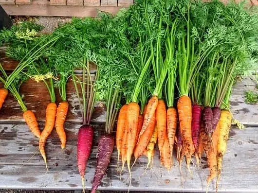 importance of roots - carrots as food