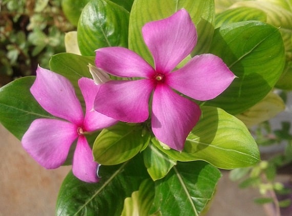 Uses of flowers Vinca Anti cancer drug