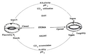transpiration process