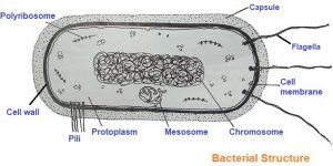 Bacteria structure