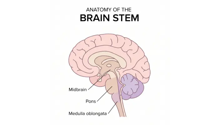 Brain stem