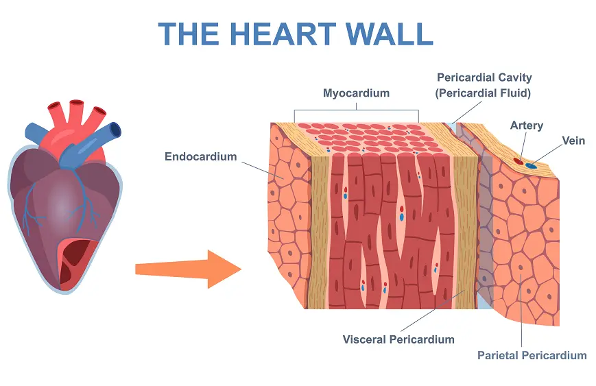Heart wall layers