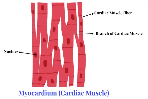 Myocardium