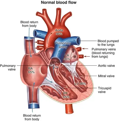 Structure of heart