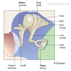 ear ossicles or ear bones