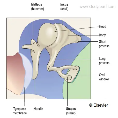 ear ossicles or ear bones