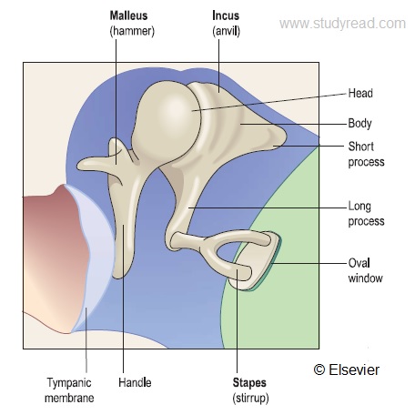 Parts of the Ear and their Functions | Interesting Anatomy of Hearing