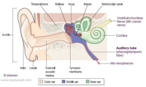 ear structure