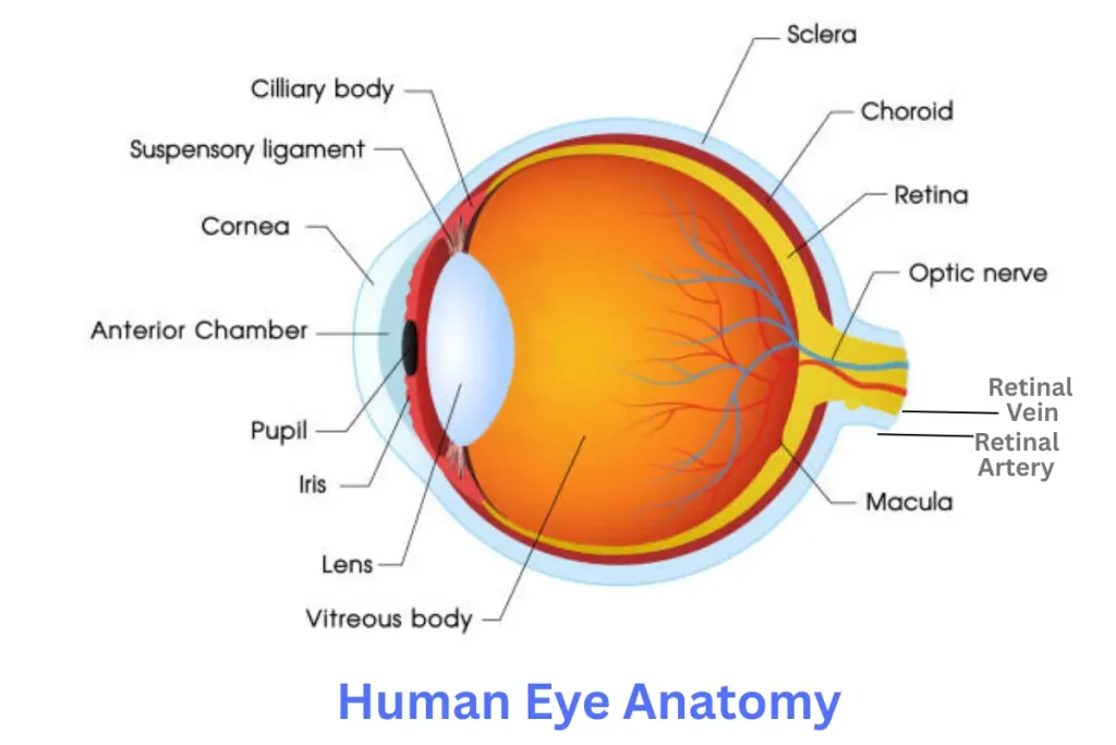 Human Eye anatomy with labelled parts