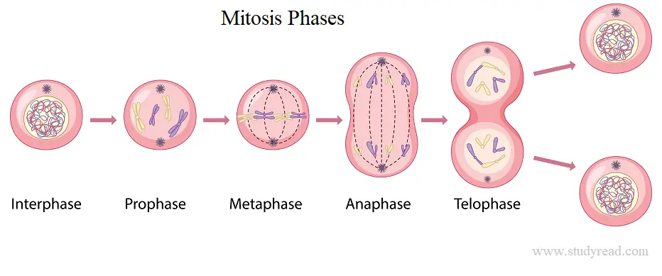 Diagram showing Phases of mitosis