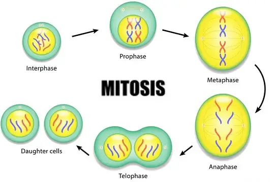 the stages of mitosis