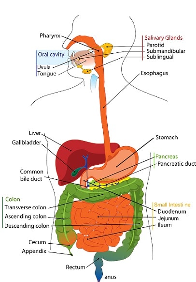 Liver location in body-Liver Anatomy