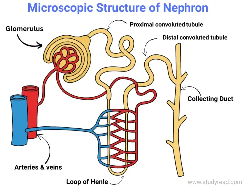 Nephron structure in detail
