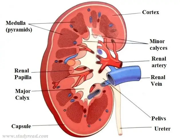 Structure Of Kidney