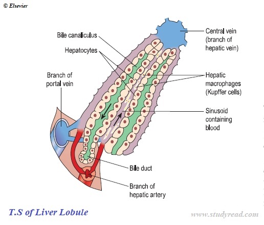 Liver lobule