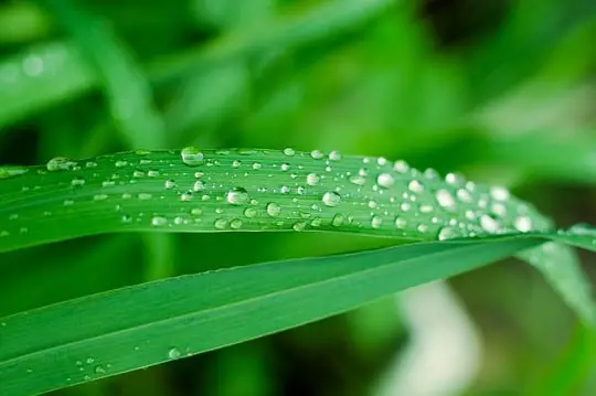 Examples of a Pure Substance-rain water