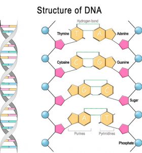 DNA structure Nucleic Acid Chemistry
