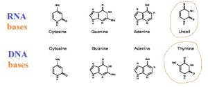 dna vs rna