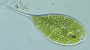 Types of algae