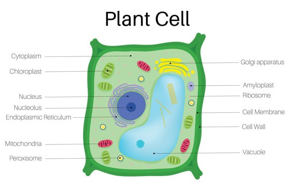 Types of plant cells