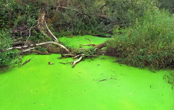 green algae one of the types of algae in ponds