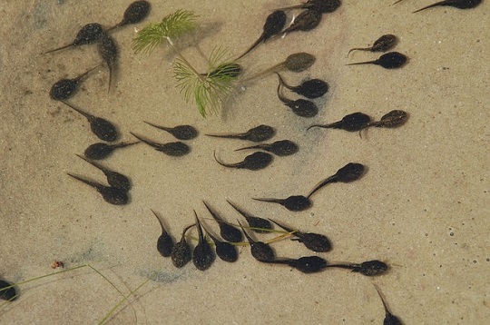 tadpoles in water